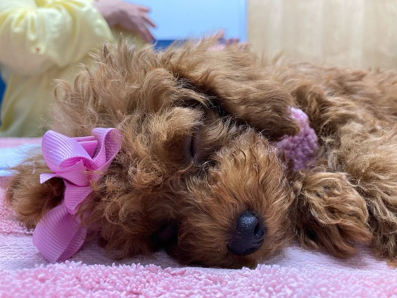 Poodle