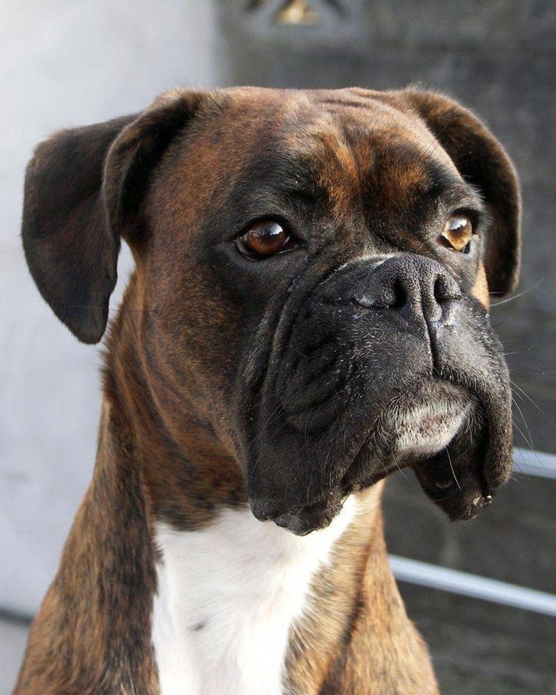 Boxer