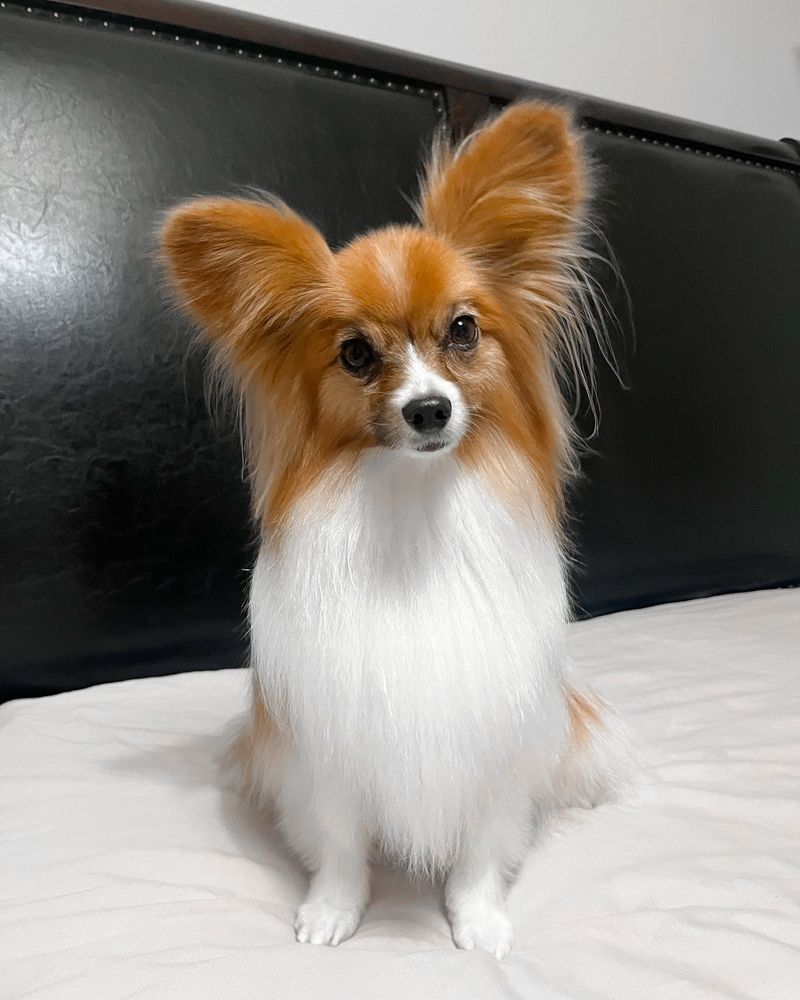 Papillon