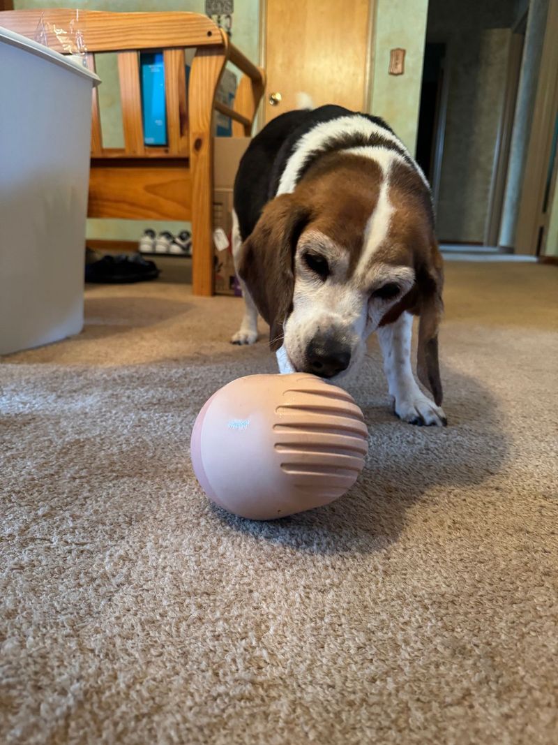 Engaging Dog Toys