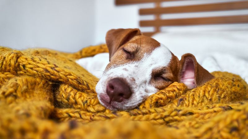 Do Dogs Dream in Color?