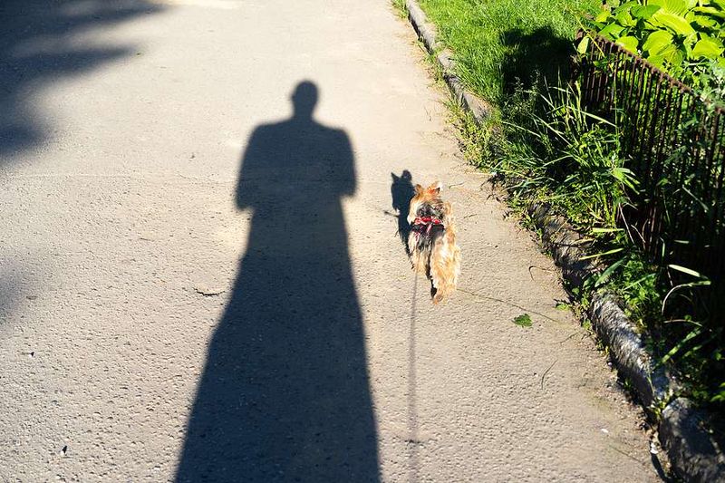 Shadow Chasing