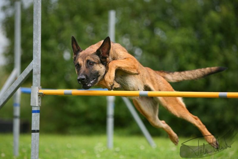 Pro: Exceptional Agility
