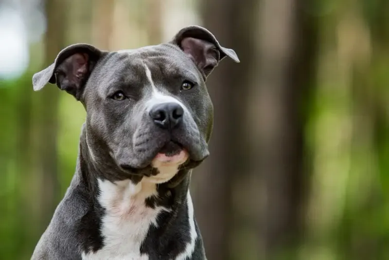 Distinct Ear Shape