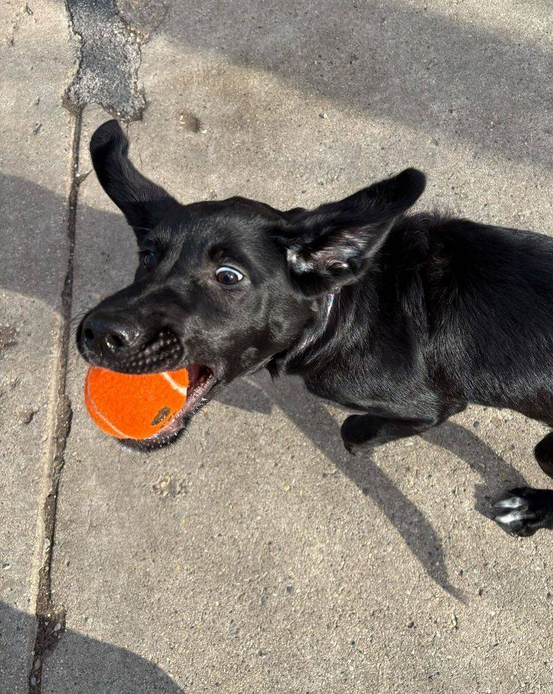 Playfulness