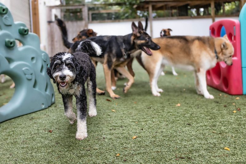Try Doggy Daycare