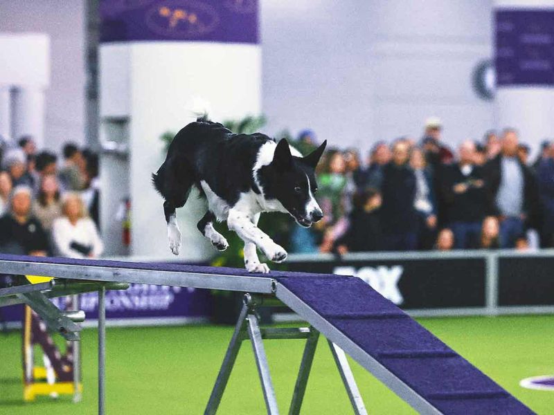 Participating in Dog Sports