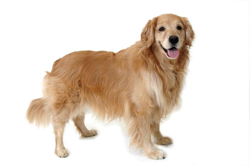 Understanding Canine Body Language