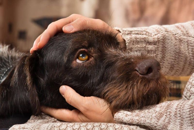 Gentle Handling and Respectful Touch