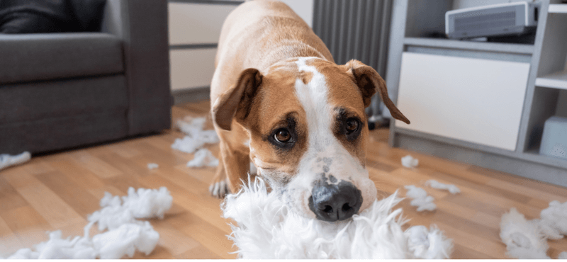 Aggressive Chewing