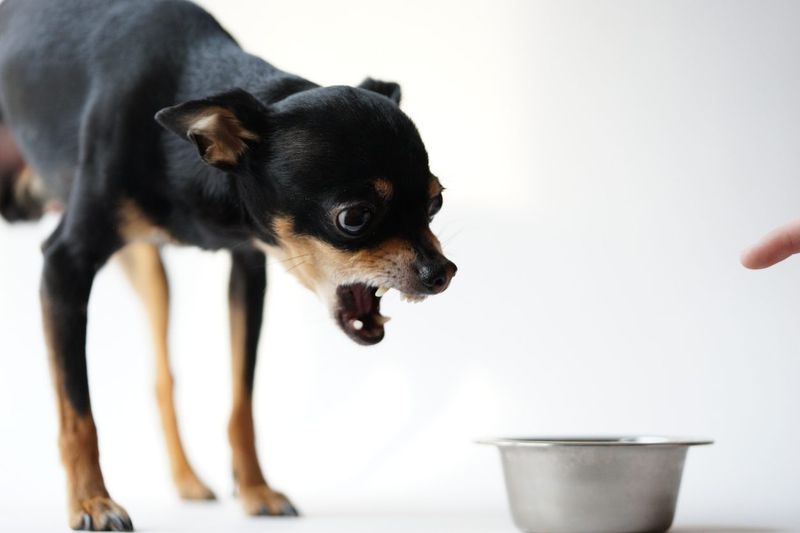Growling When Eating