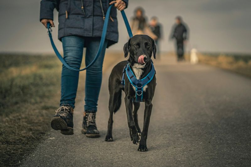 Leash Training and Control
