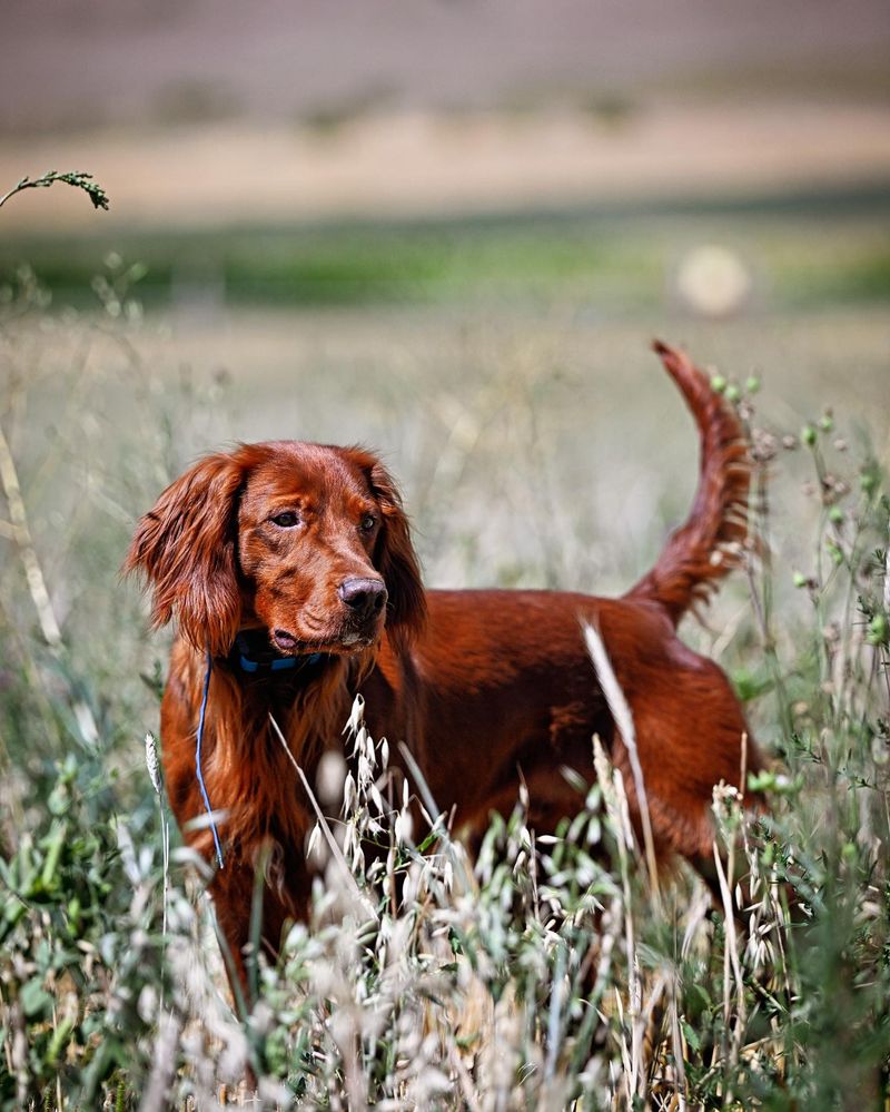Irish Setter