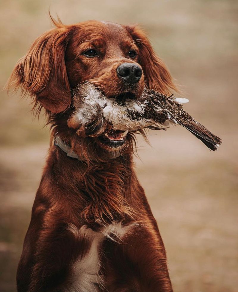 Irish Setter