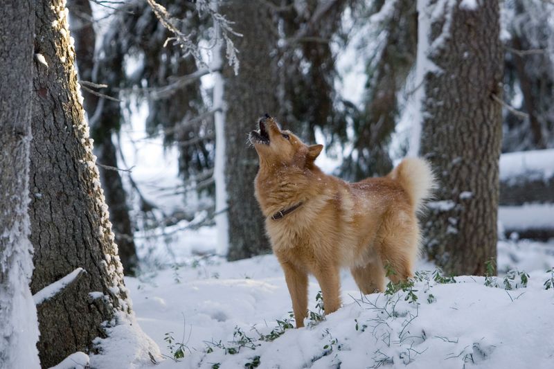 Finnish Spitz