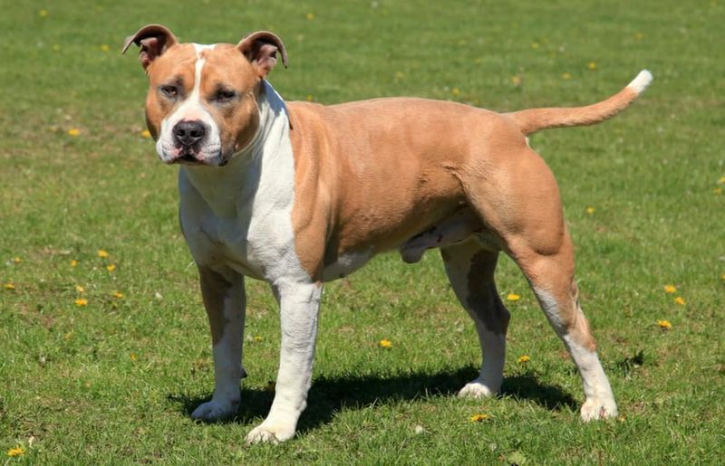 American Staffordshire Terrier