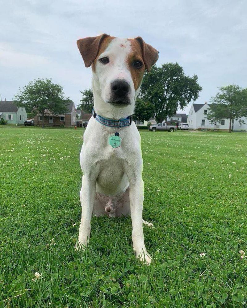 Jack Russell Terrier