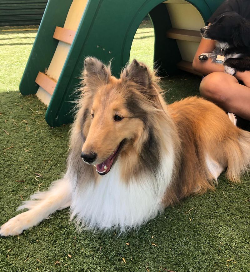 Collie