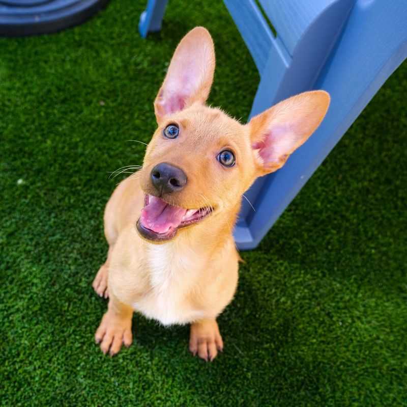 Chihuahua
