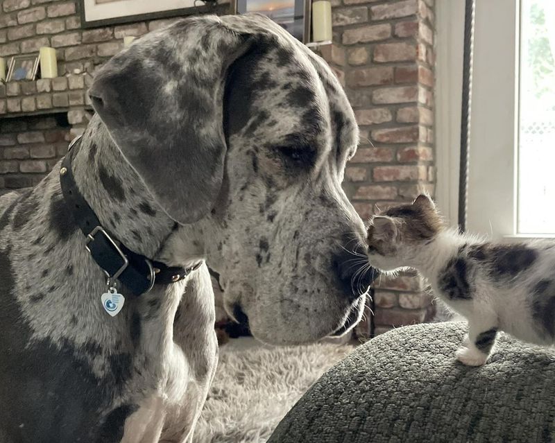 Great Dane