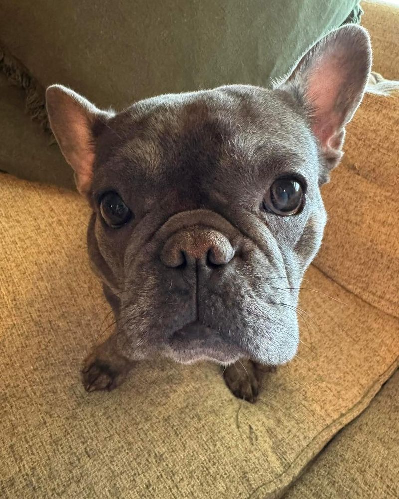 Bulldog