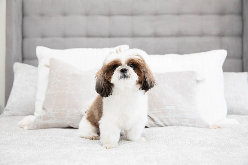 Shih Tzu: The Lion Dog