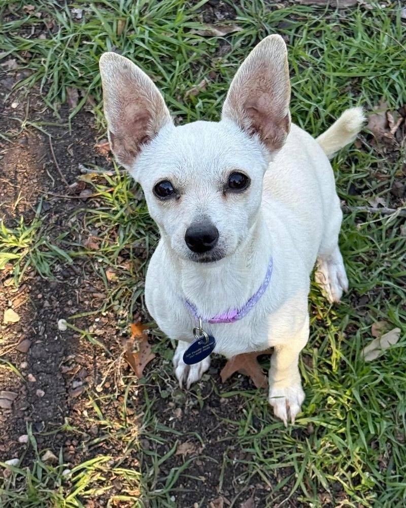 Chihuahua