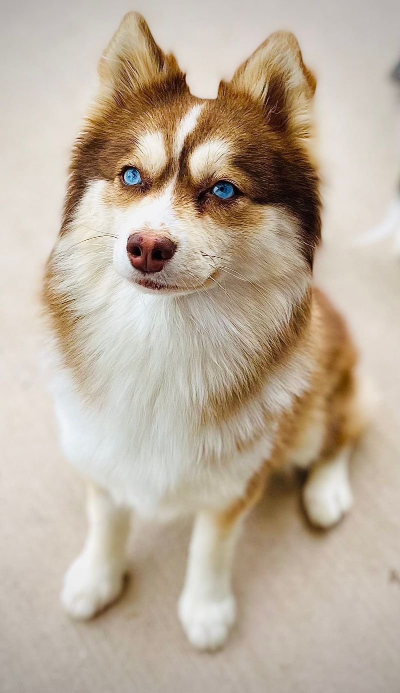 Pomsky
