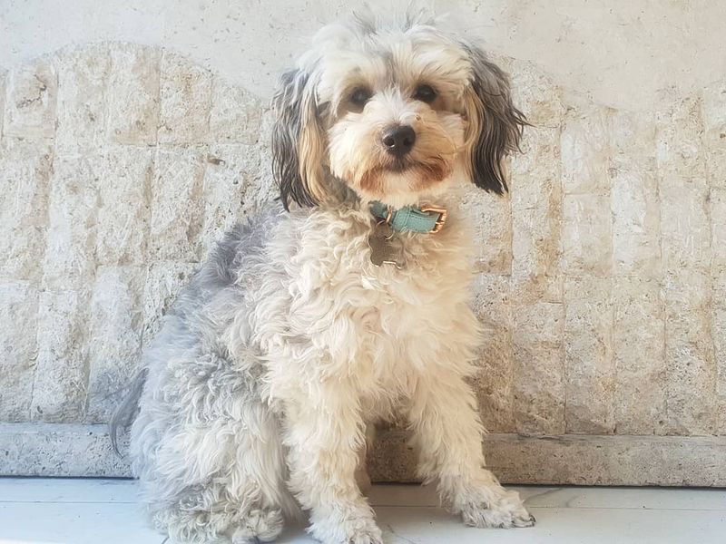 Jackapoo