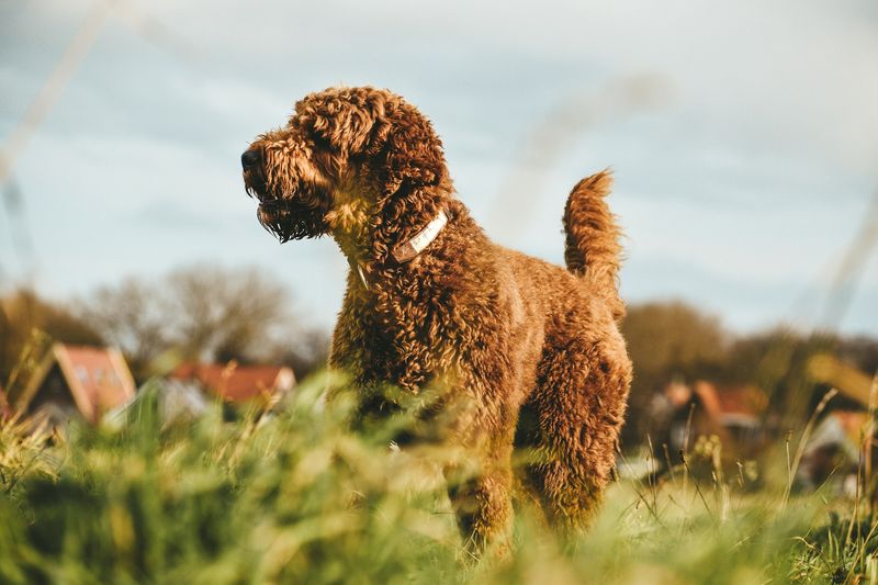 Irish Doodle