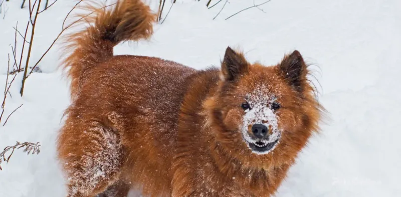 Chusky