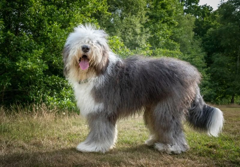 Olde English Sheepdog