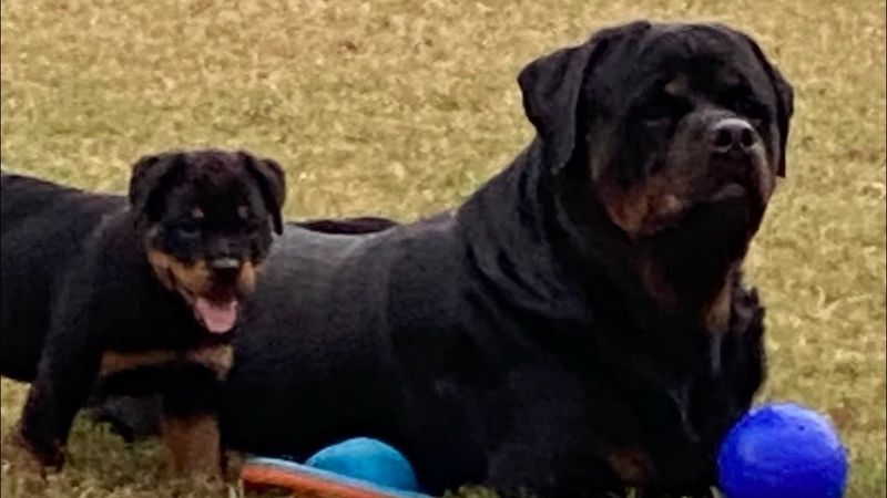 Valiant Rottweiler
