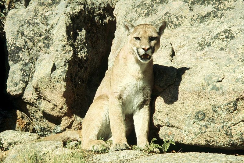 Mountain Lion