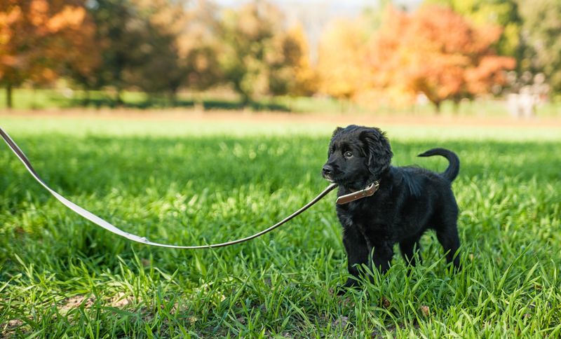 Leash Walking and Public Manners