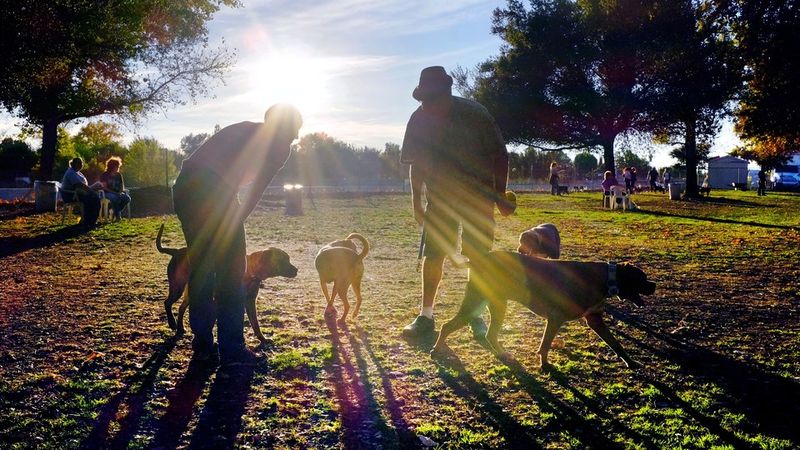 Making Dog Friends