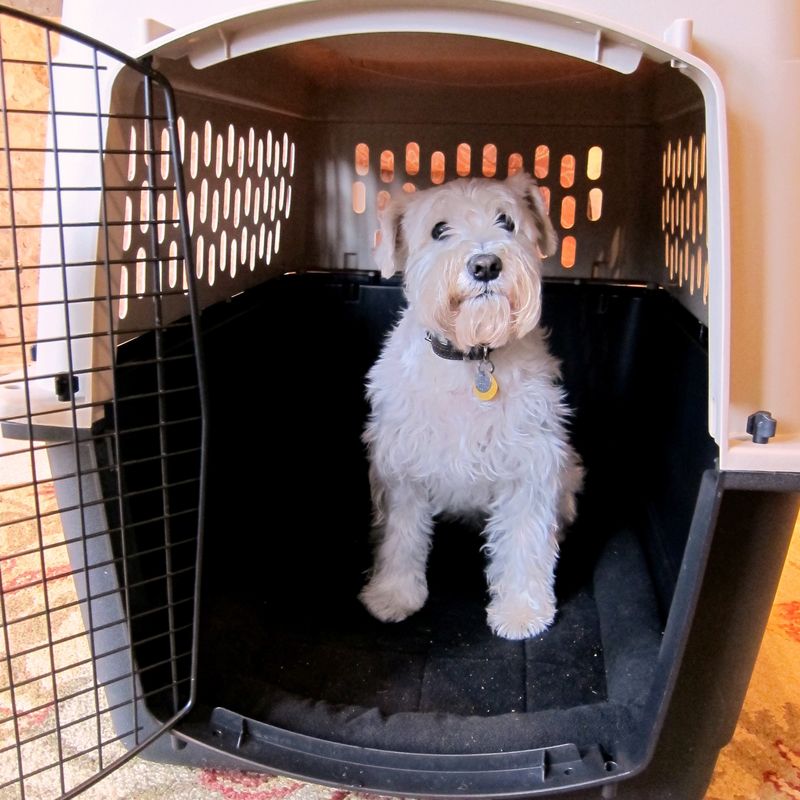 Travel Crate Training
