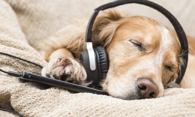 Utilize Calming Music