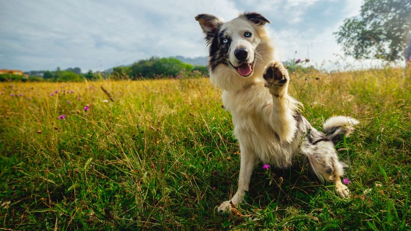 Understanding Canine Communication