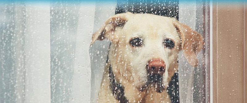 Gradual Desensitization Training