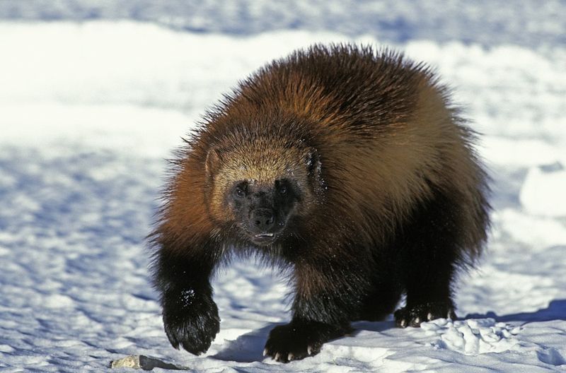 Wolverine