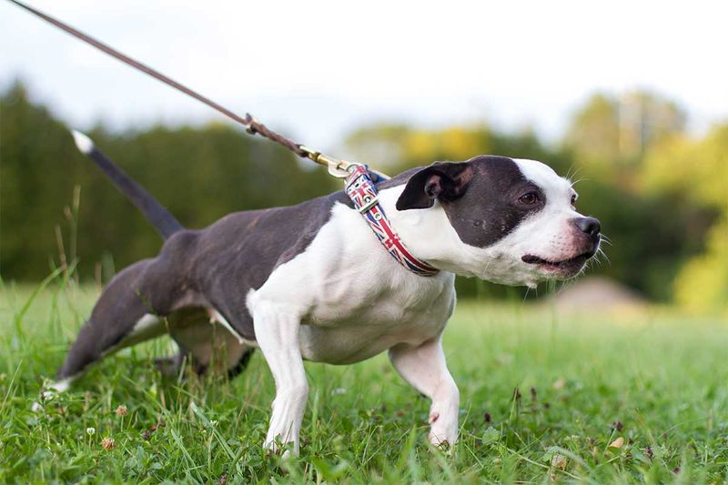 Tugging on the Leash