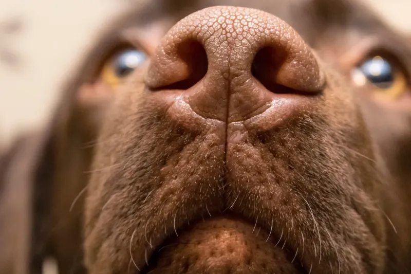 Thickened Nose