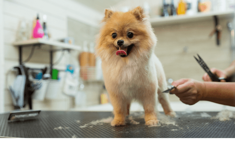 Grooming Time