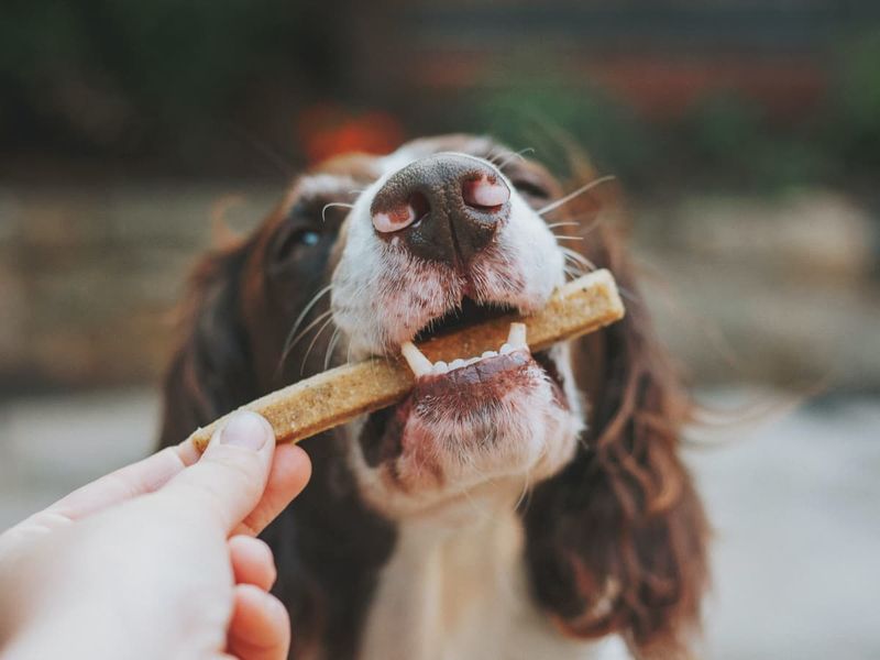 Treat Time