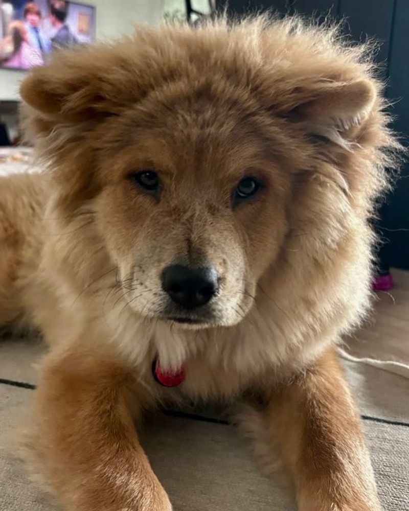 Cheerful Chow Chow