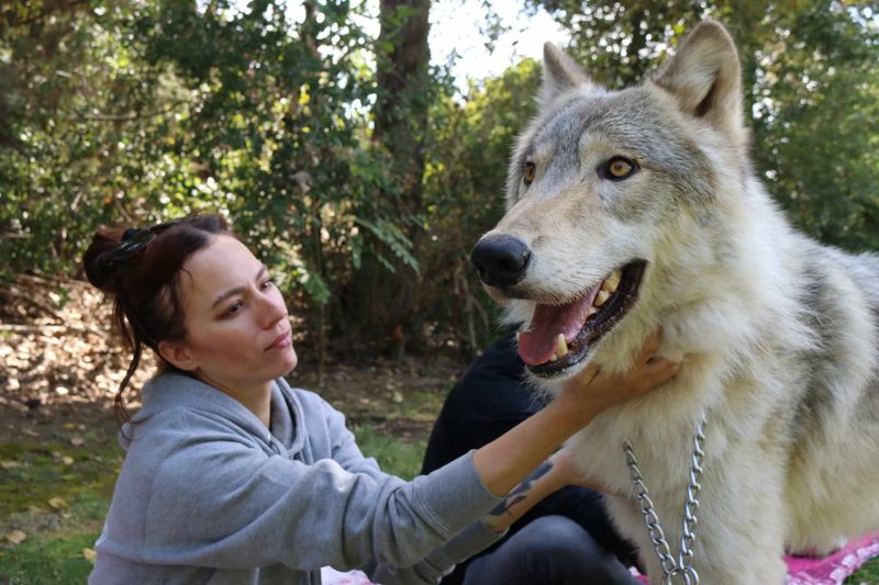 Therapeutic Companionship