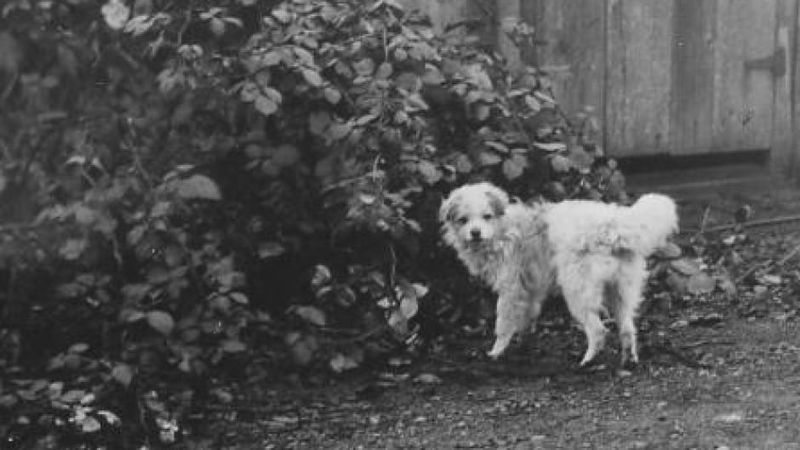 A Valuable Companion