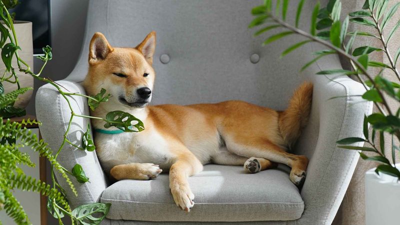 Relaxed Body Language
