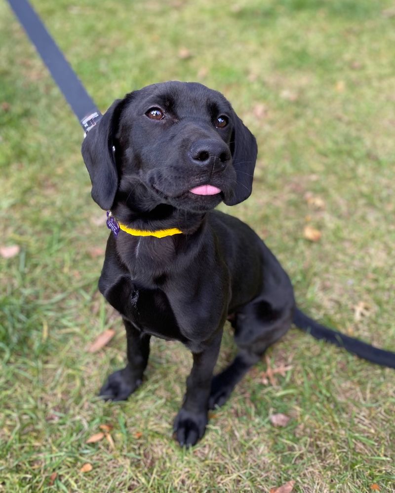 Loyal Labrador